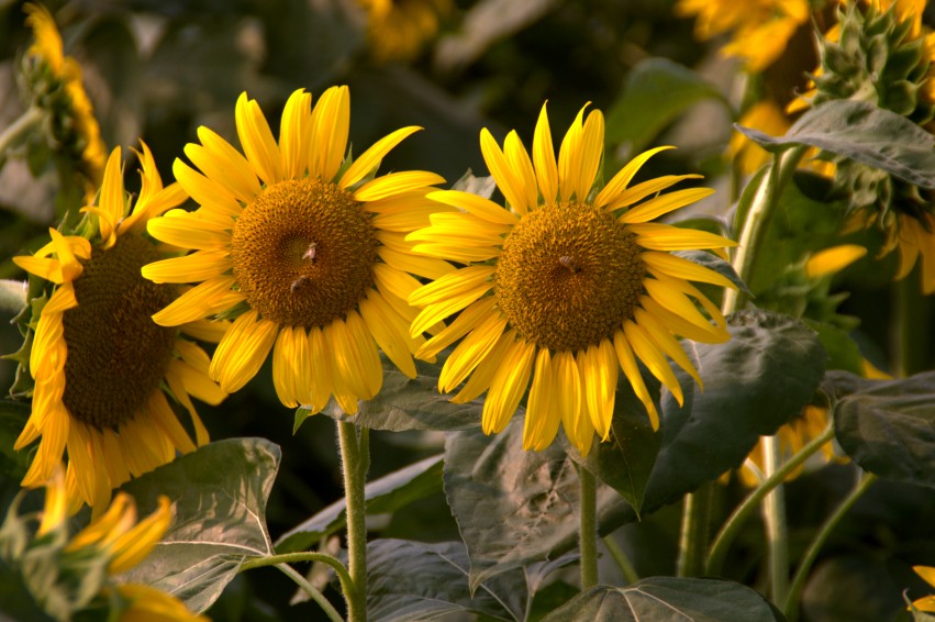 DSC_0873_conew1.jpg