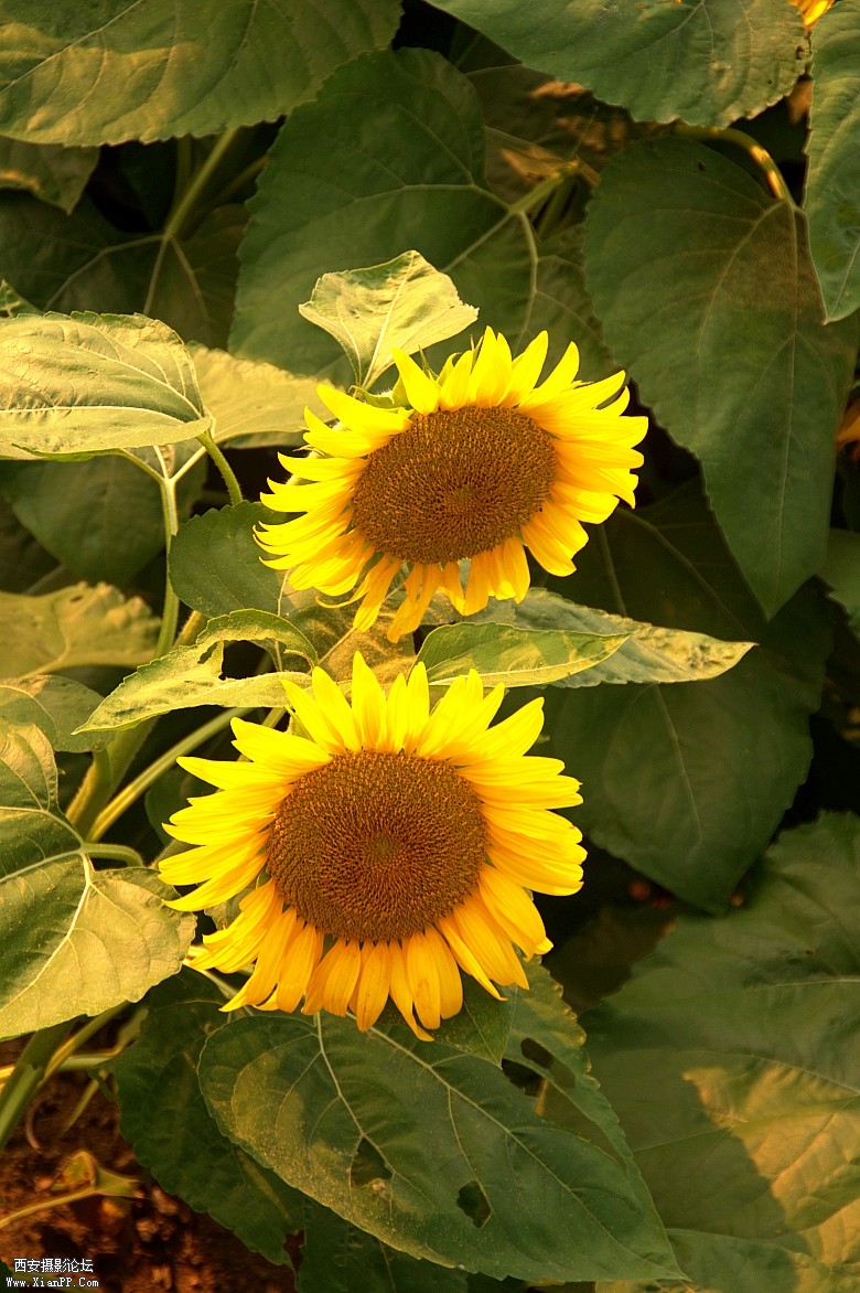 DSC_0877_conew1.jpg