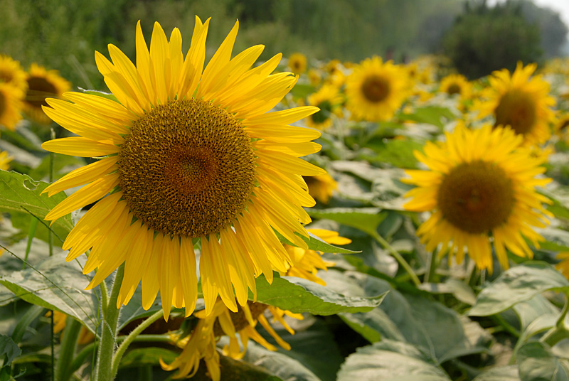 楼观 葵花.jpg