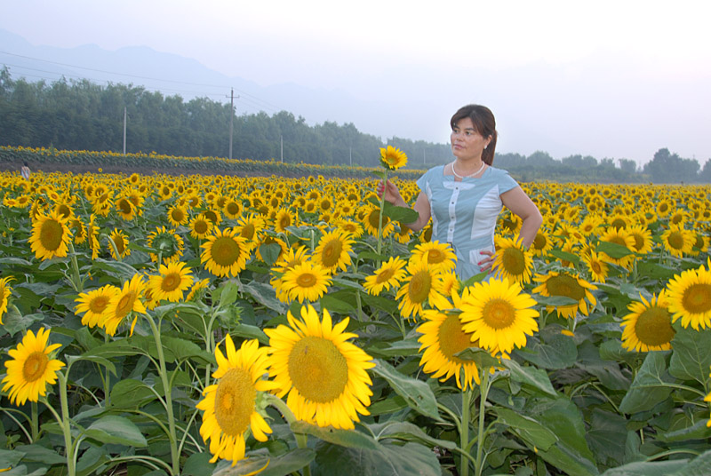 楼观 葵花 (23).jpg