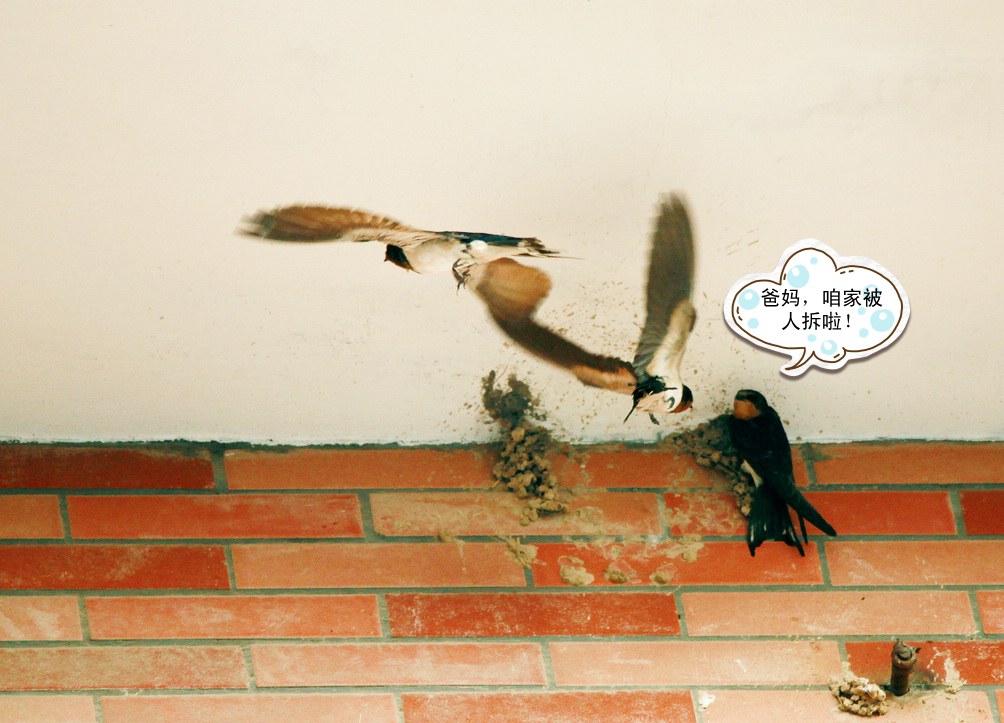 YANC 076BA_conew1.jpg