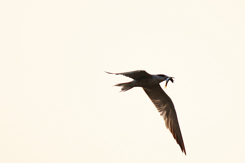 IMG_6591_副本.jpg