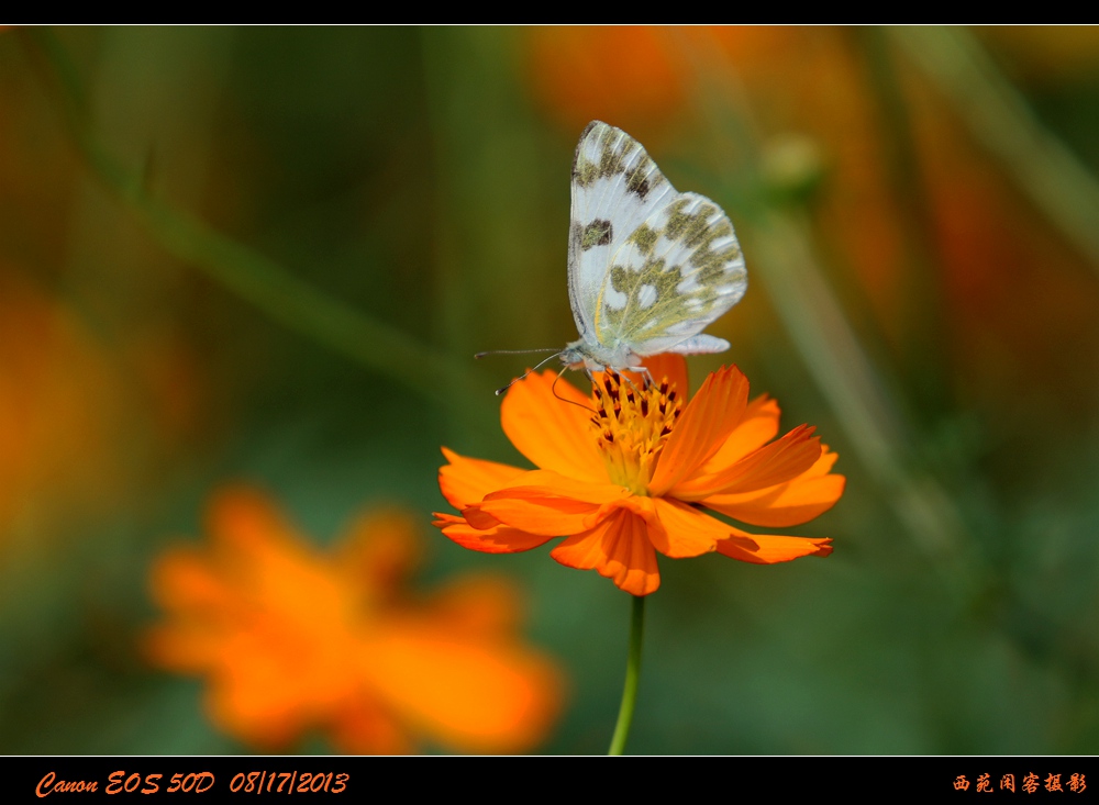 彩蝶3.jpg