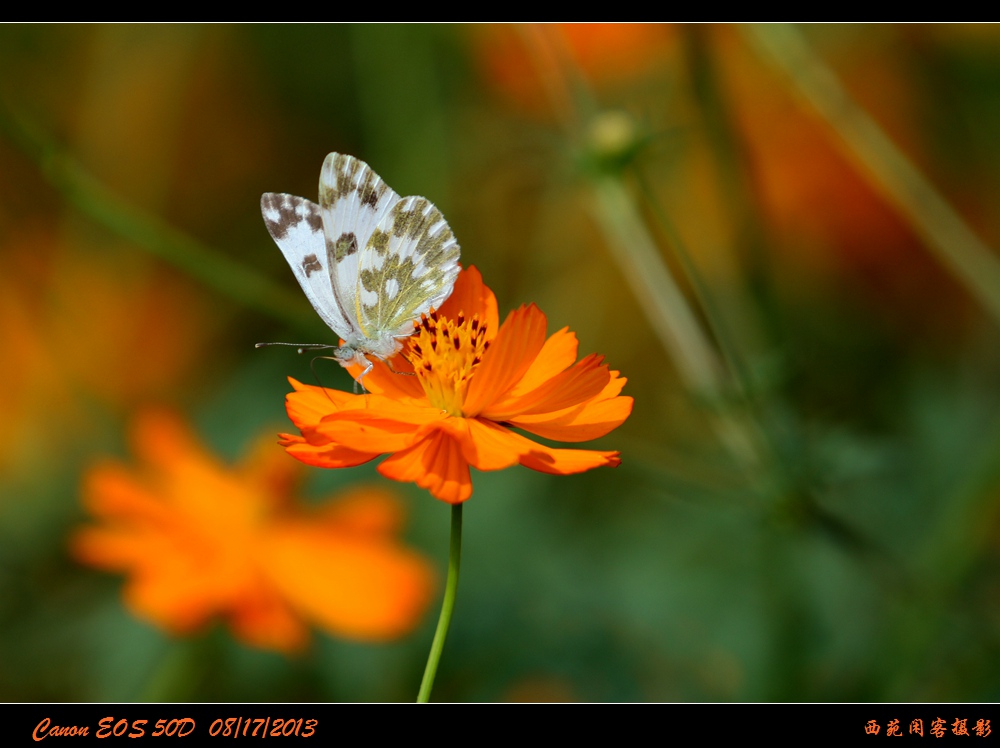 彩蝶4.jpg