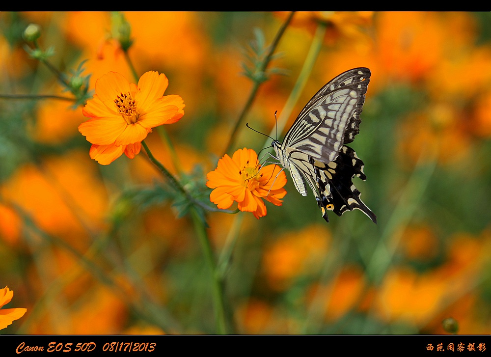 彩蝶6.jpg