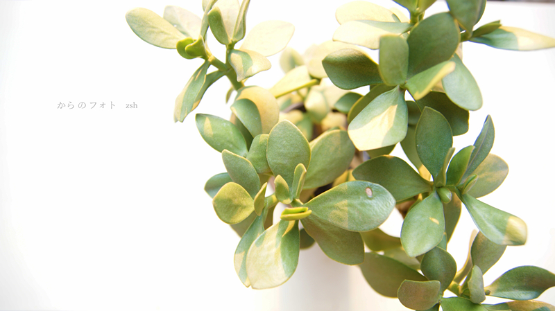 DSC05835_副本_副本.jpg