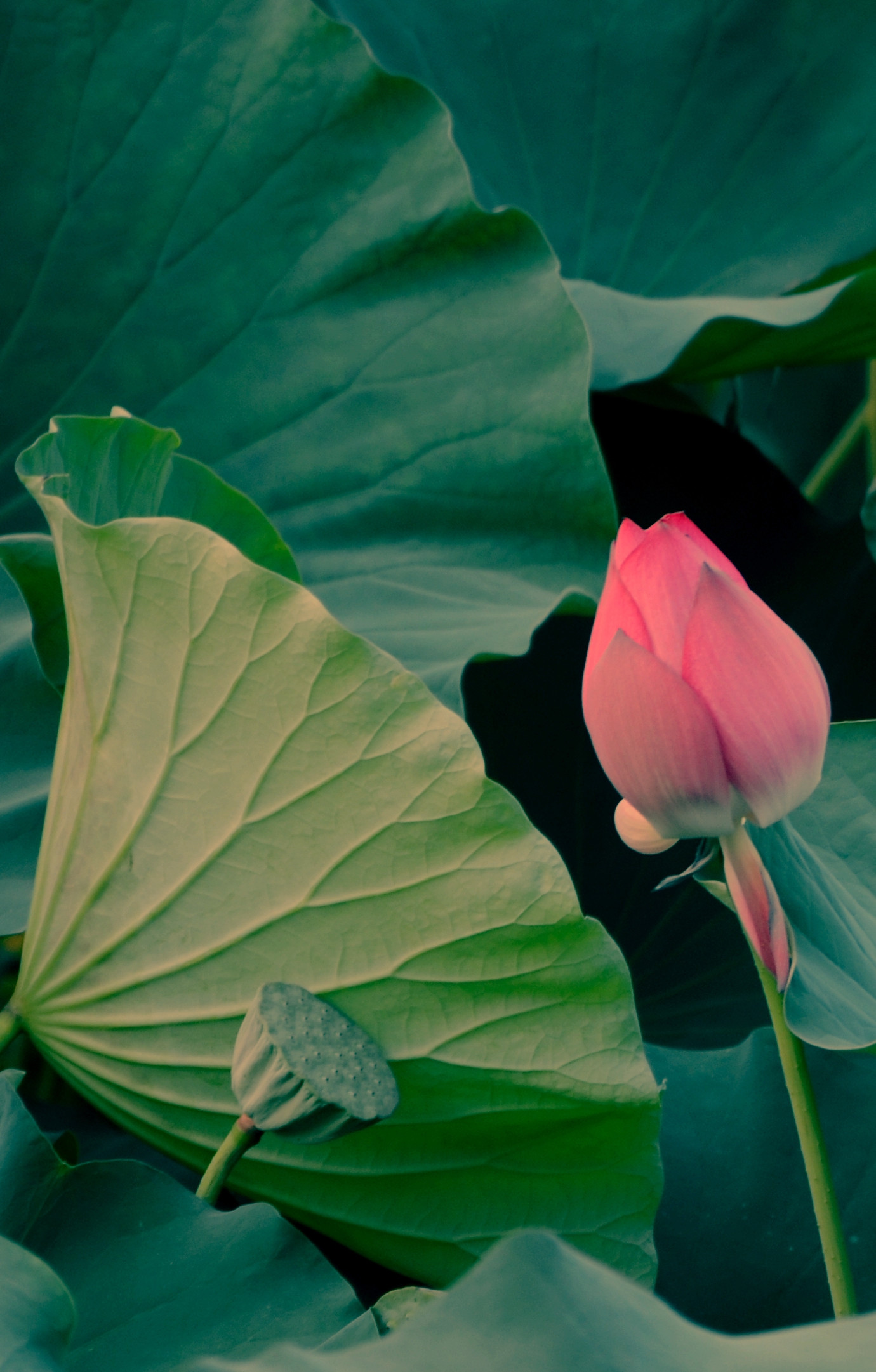 荷叶4_副本.jpg