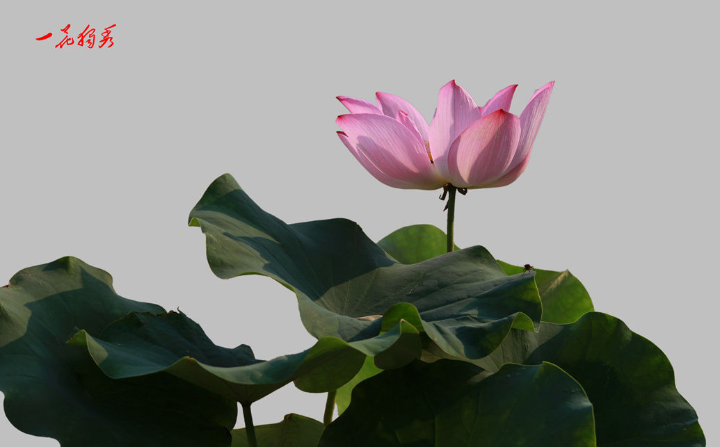 TAIYANG 084B_conew1.jpg