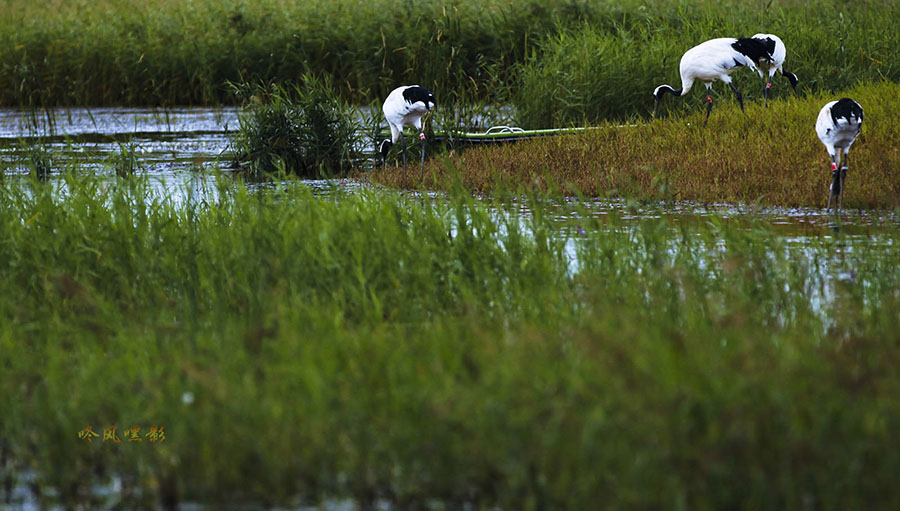 20130817_4142副本 2副本.jpg