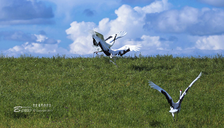 20130817_4404副本副本 2.jpg