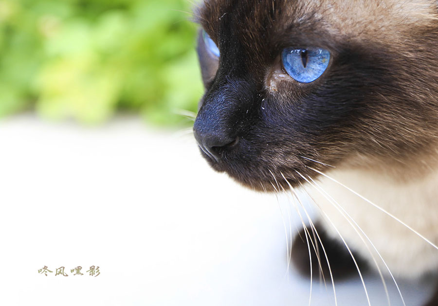 IMG_7087 (183)副本副本.jpg