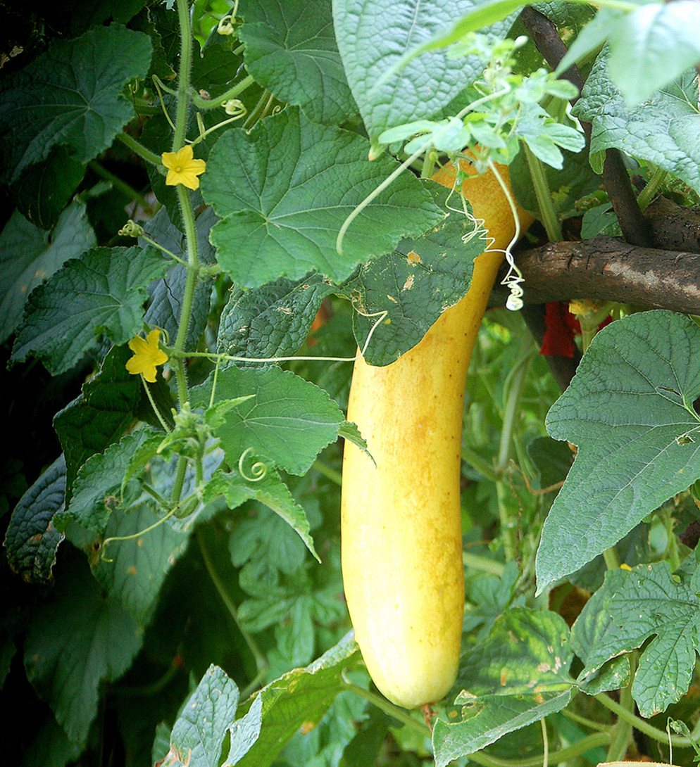 什么瓜·什么果 (1).jpg