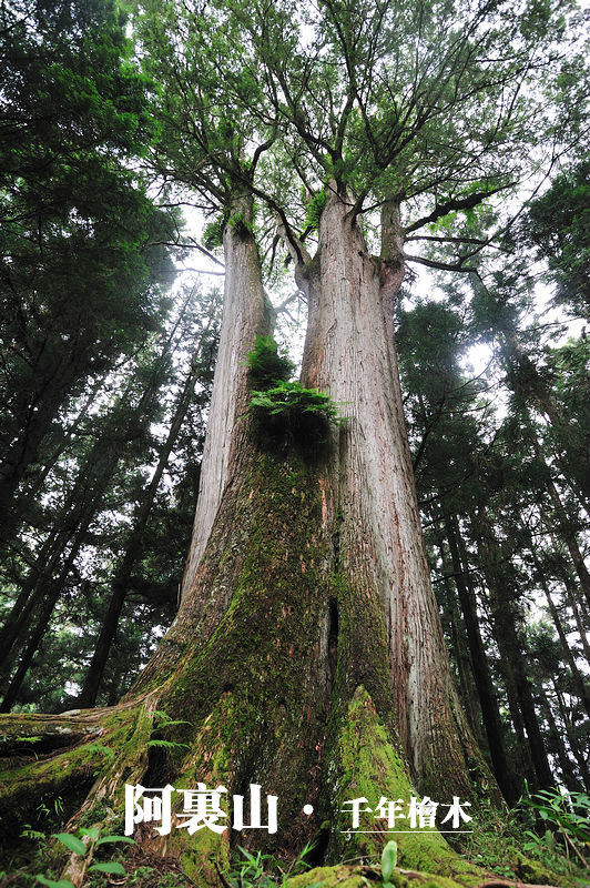 千年桧木.jpg