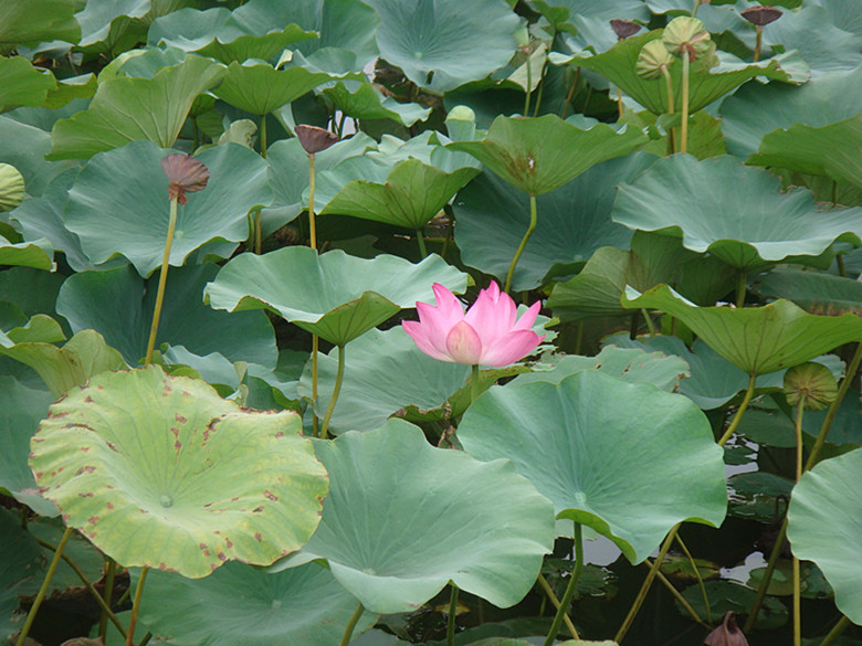 DSC07950_副本.jpg