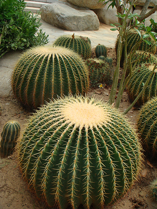 DSC08020_副本.jpg