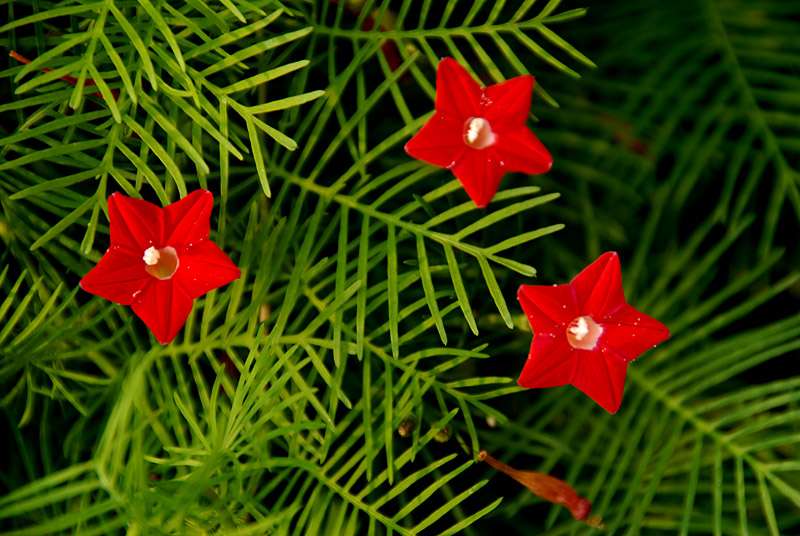 五角星花 (1).jpg