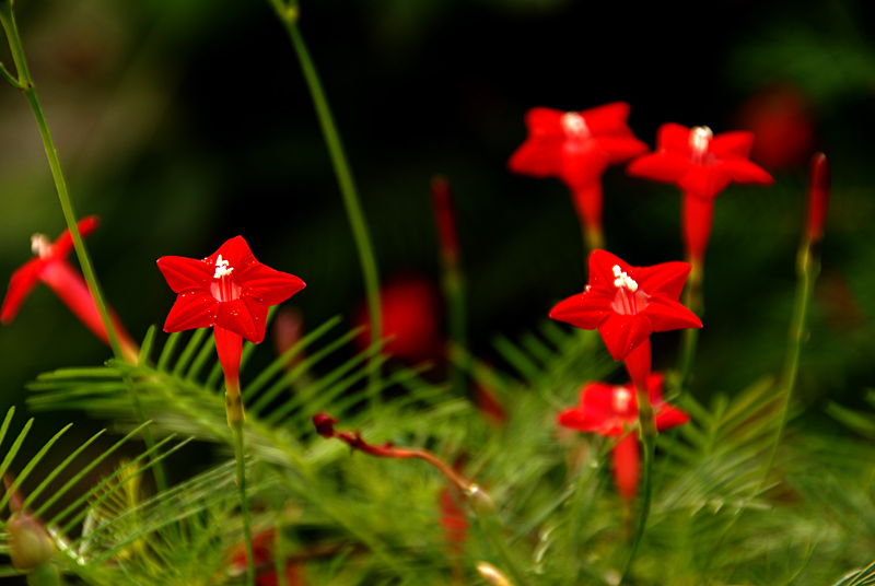 五角星花 (3).jpg