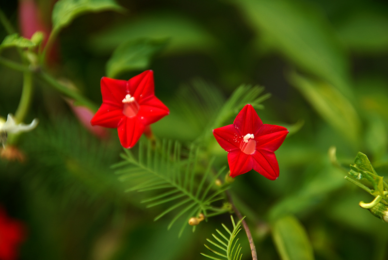 五角星花 (4).jpg