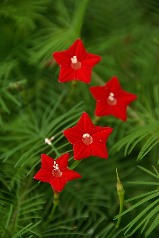 五角星花 (5).jpg