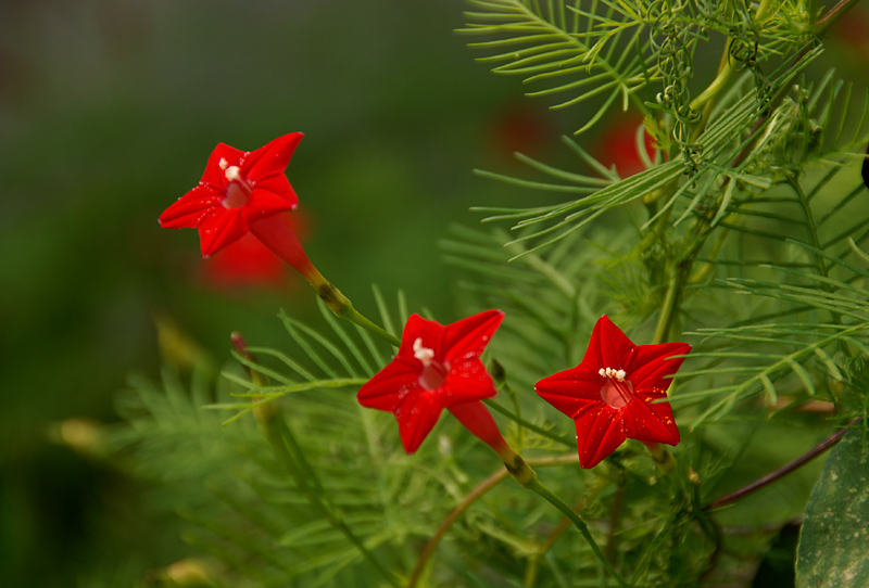 五角星花 (6).jpg