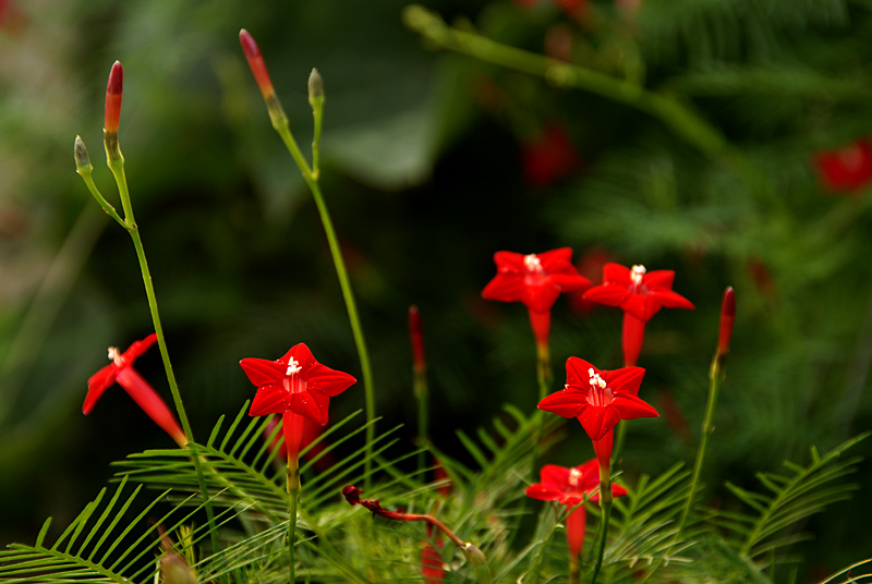 五角星花 (9).jpg