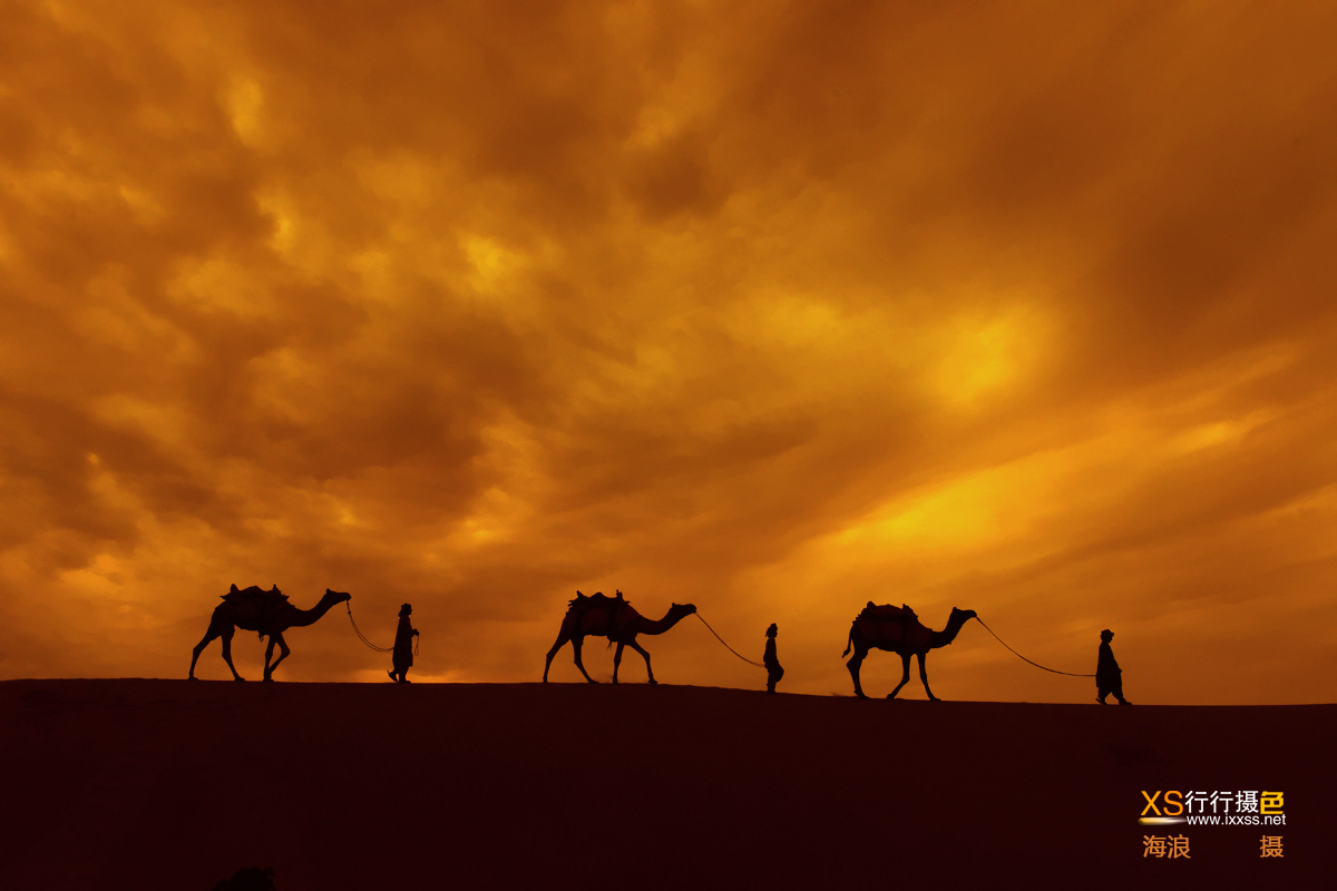 沙丘骆驼5.jpg