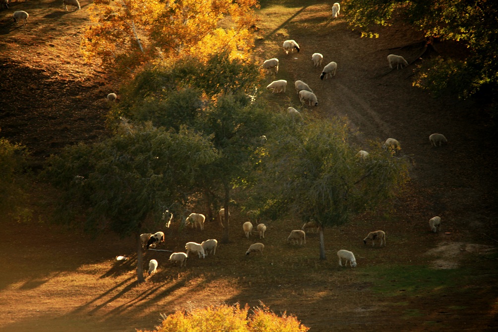 坝上(二） 164BA.jpg