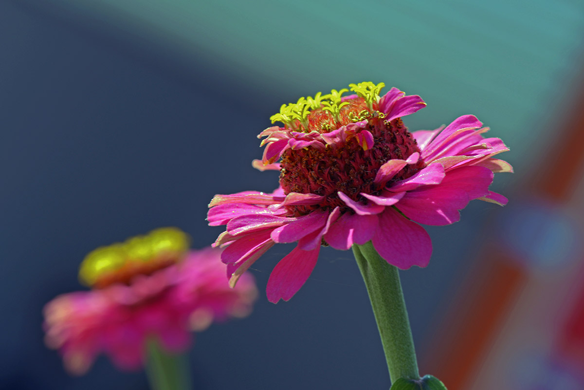 _DSC1977 (103)副本.jpg