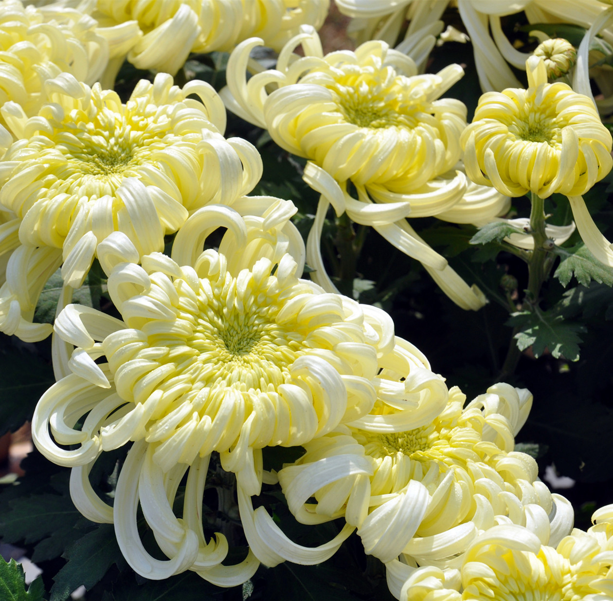 百花杀 (2)_副本.jpg