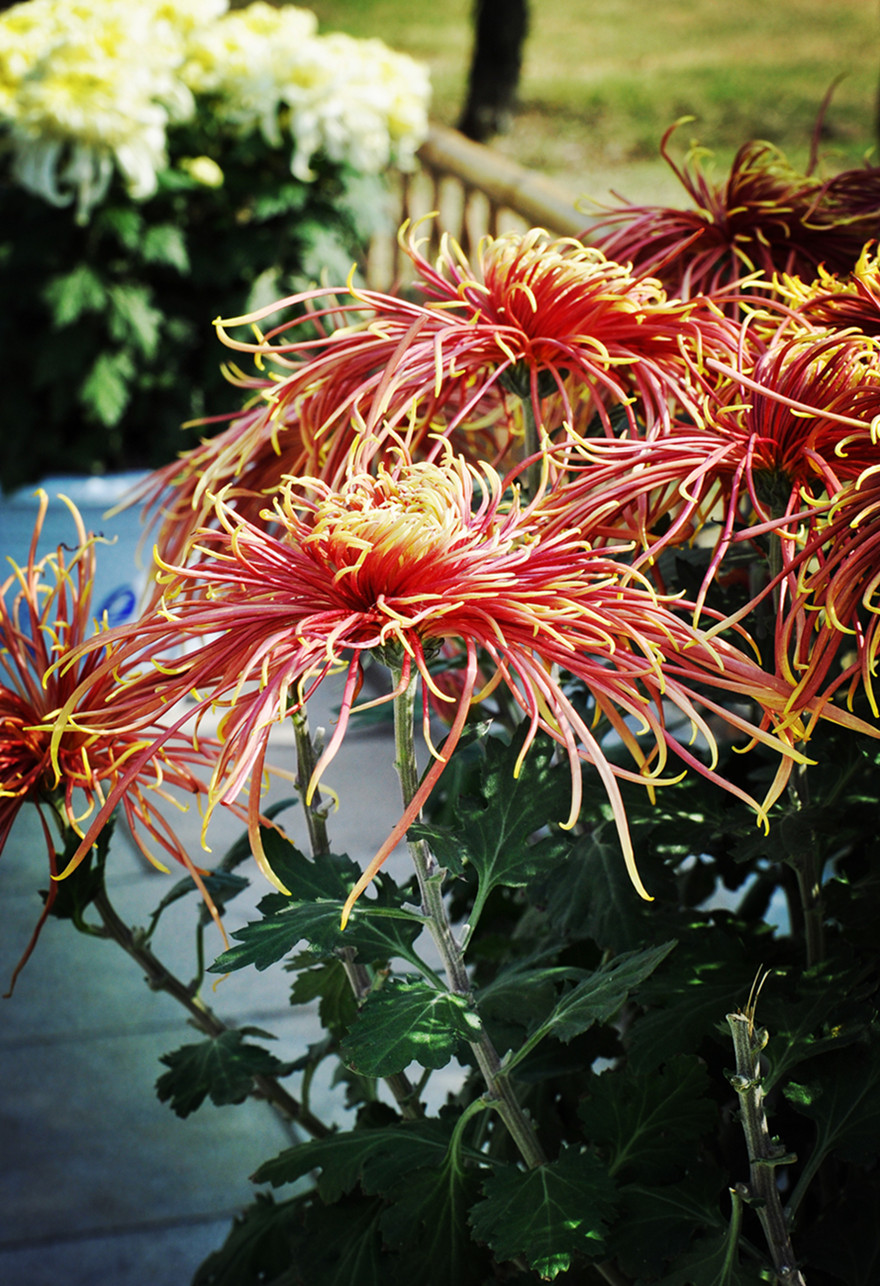 百花杀 (3)_副本.jpg