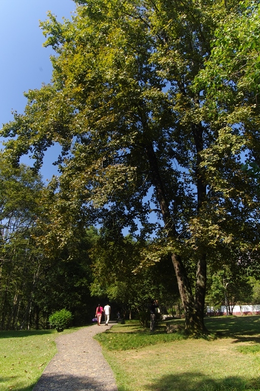 IMGP2043 (复制).JPG