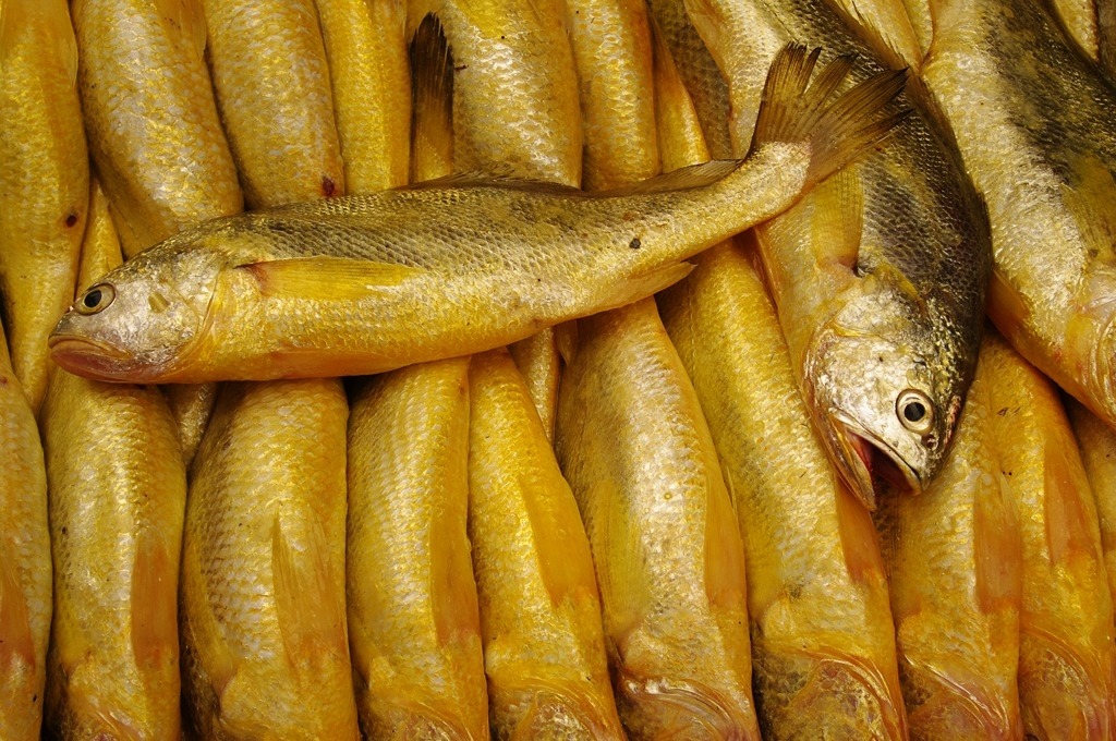 IMGP2205 (复制) (复制).JPG