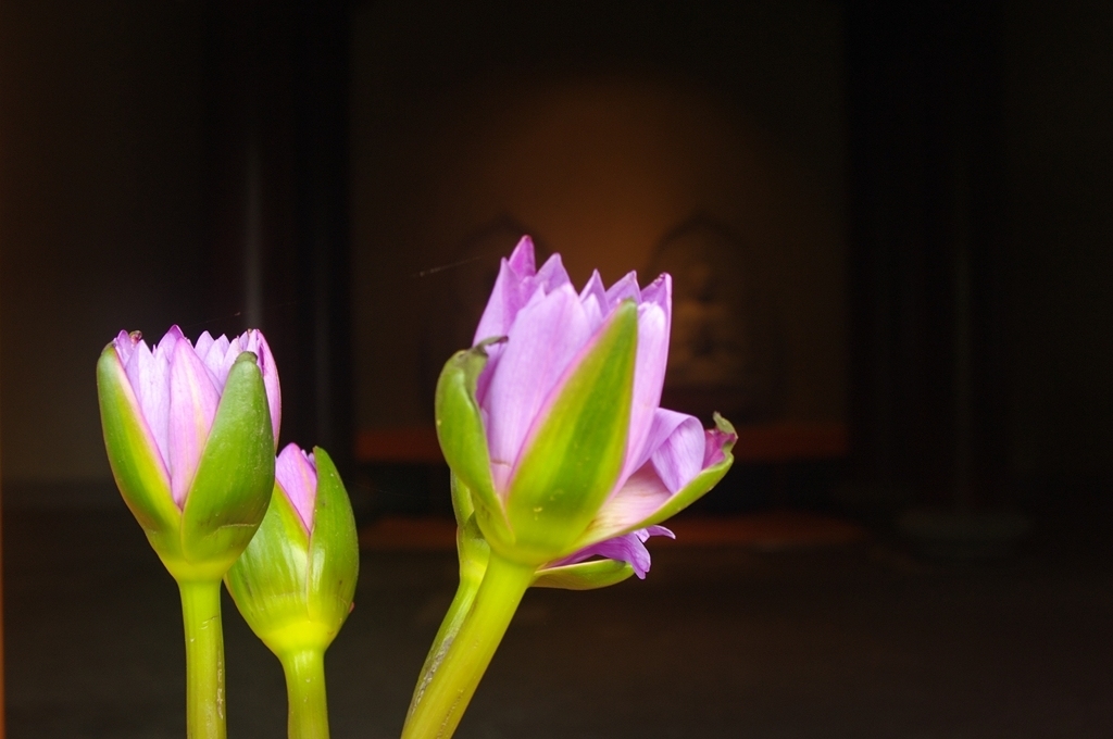 IMGP2575 (复制) (复制).JPG