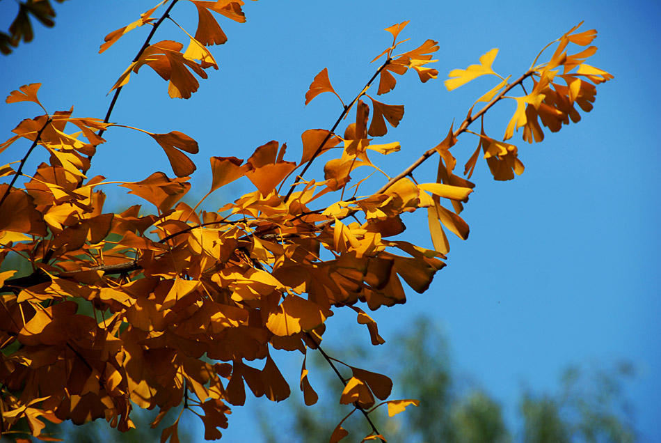银杏叶黄了 (1).jpg