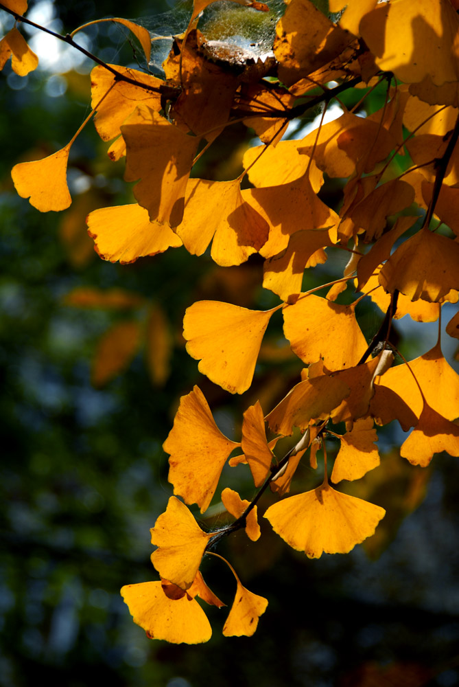 银杏叶黄了 (2).jpg