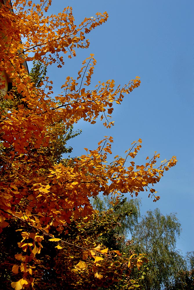 银杏叶黄了 (4).jpg