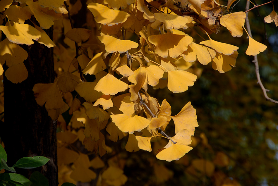 银杏叶黄了 (5).jpg