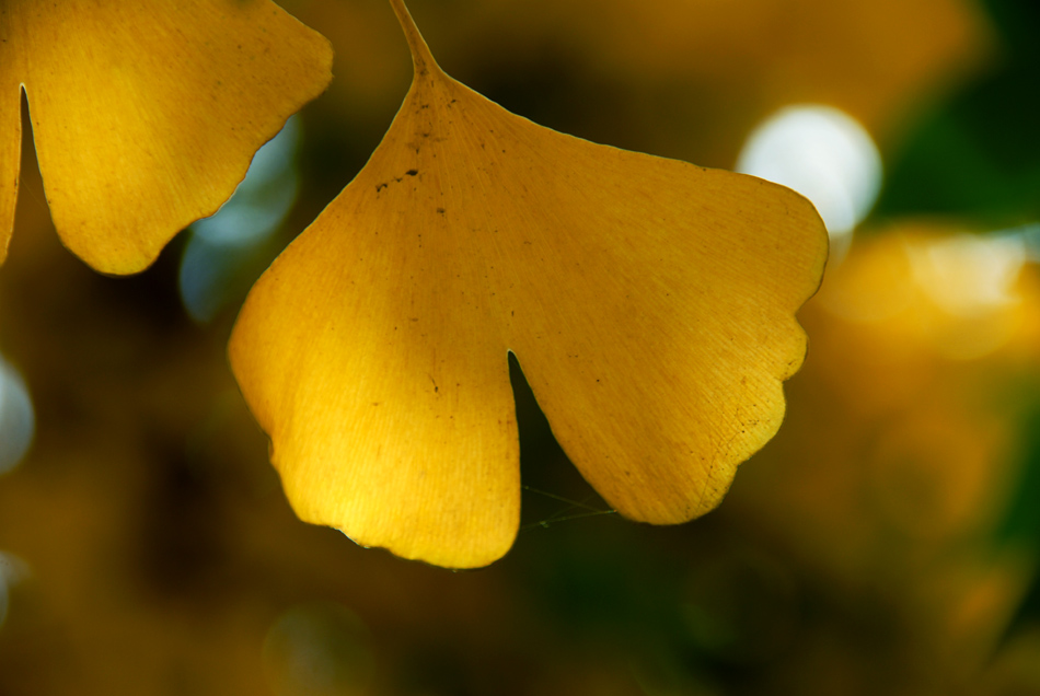 银杏叶黄了 (7).jpg