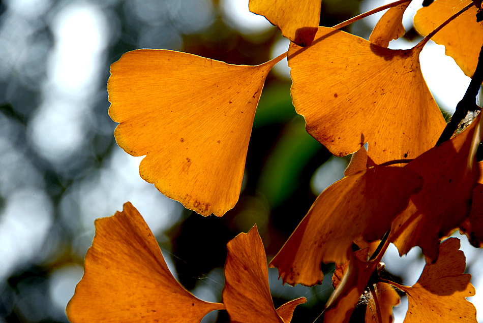 银杏叶黄了 (8).jpg