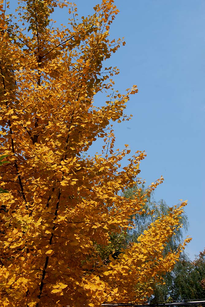 银杏叶黄了 (13).jpg