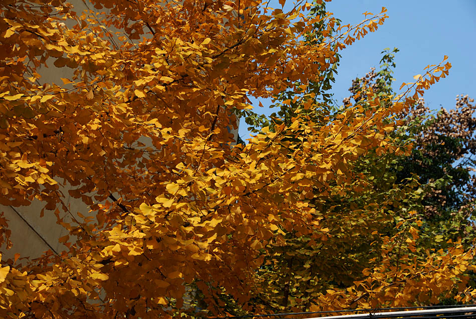 银杏叶黄了 (14).jpg