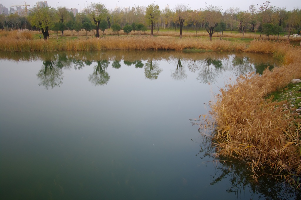 IMGP4495 (复制).jpg