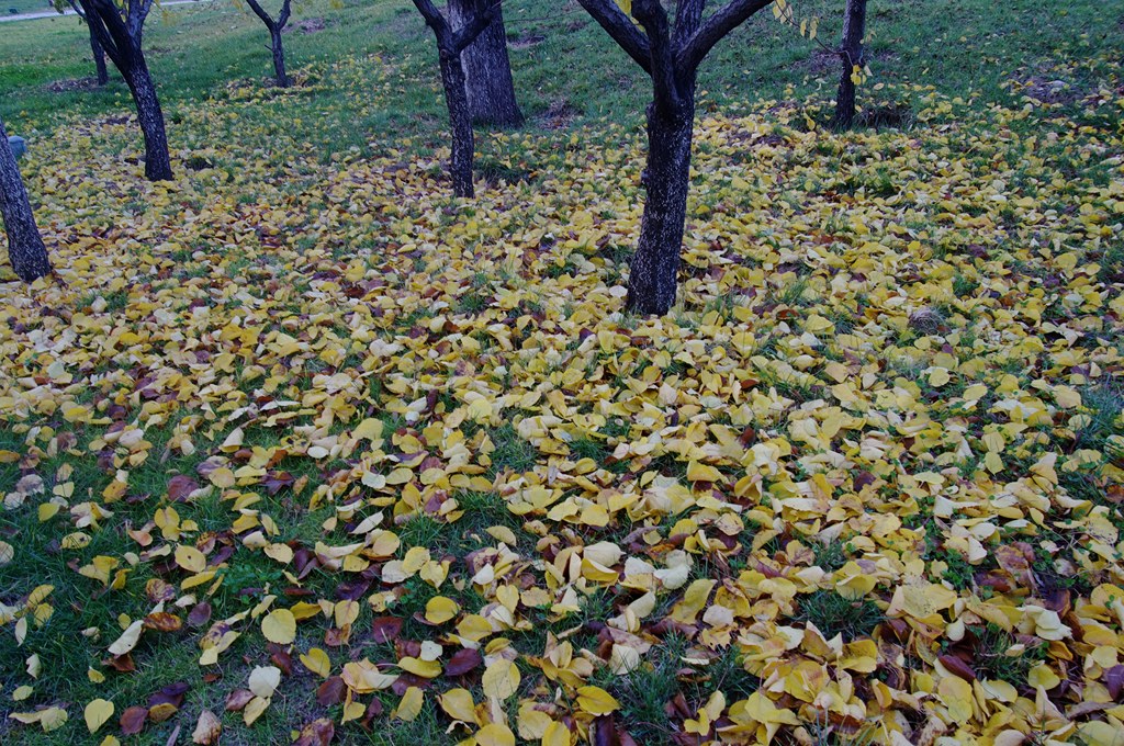 IMGP4505 (复制).jpg