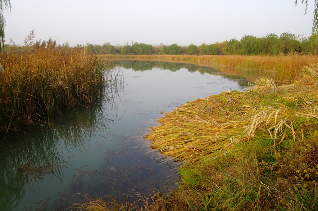 IMGP4537 (复制).jpg