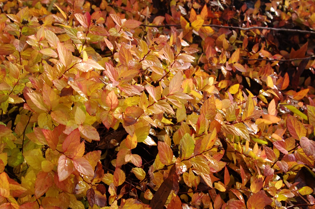 IMGP4550 (复制).jpg