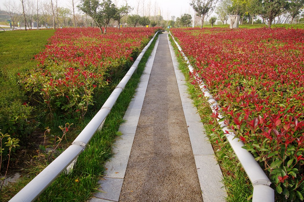 IMGP4566 (复制).jpg