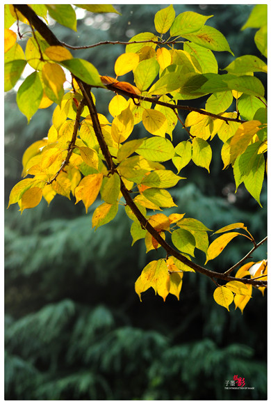 DSC_2675 - 副本.jpg