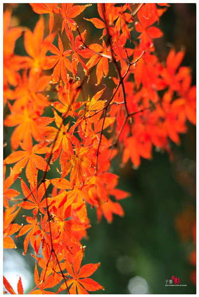 DSC_2690 - 副本.jpg