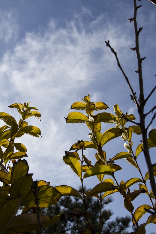 IMG_0050 (533x800).jpg