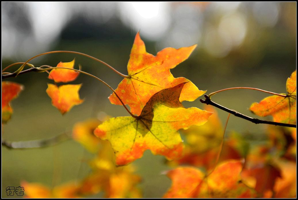 秋叶4.jpg